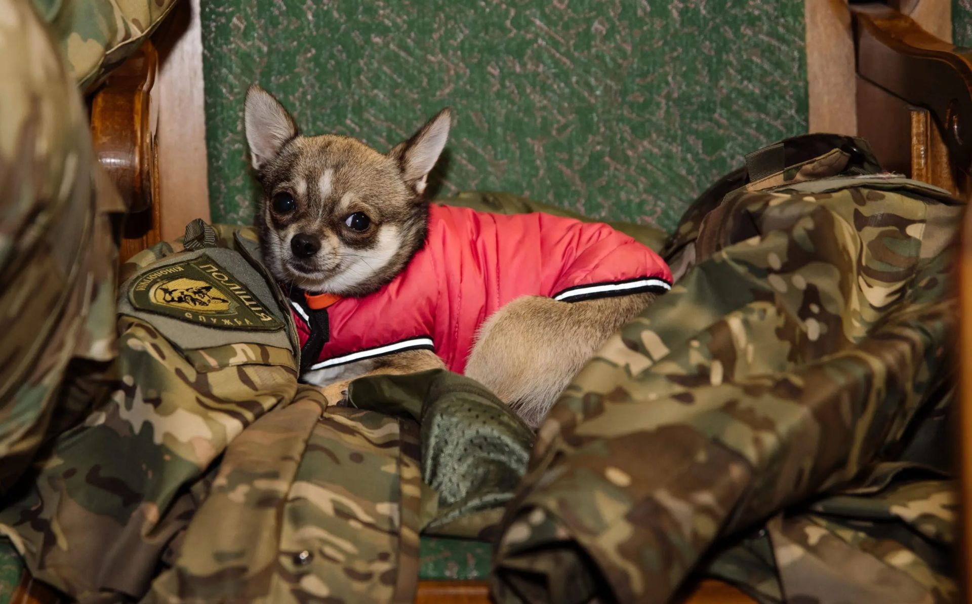 Blue Haven for Ukraine: conference on canine-assisted therapy and psycho-emotional support takes place in Truskavets