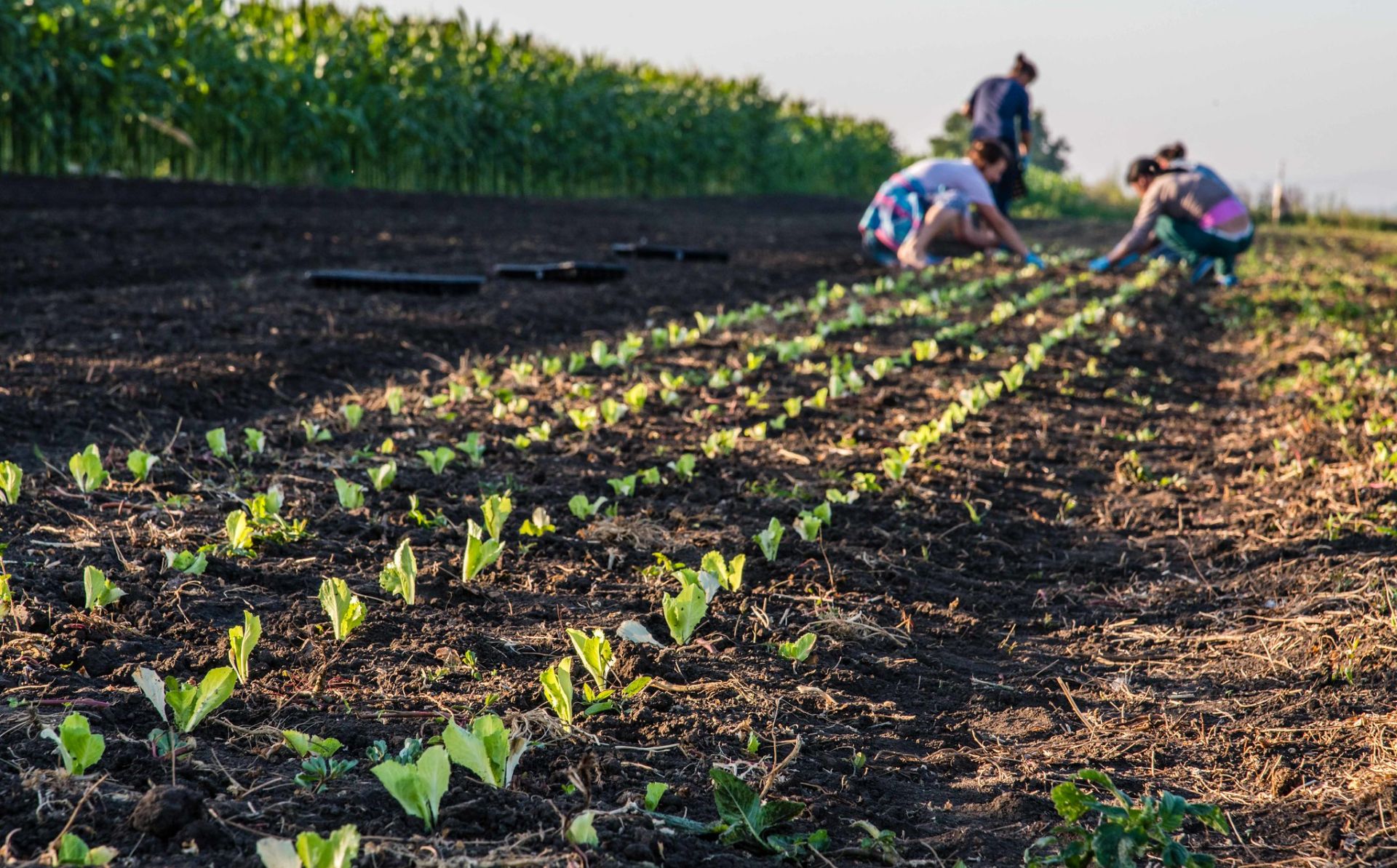New €8.5 million initiative to drive sustainable agriculture in Moldova 