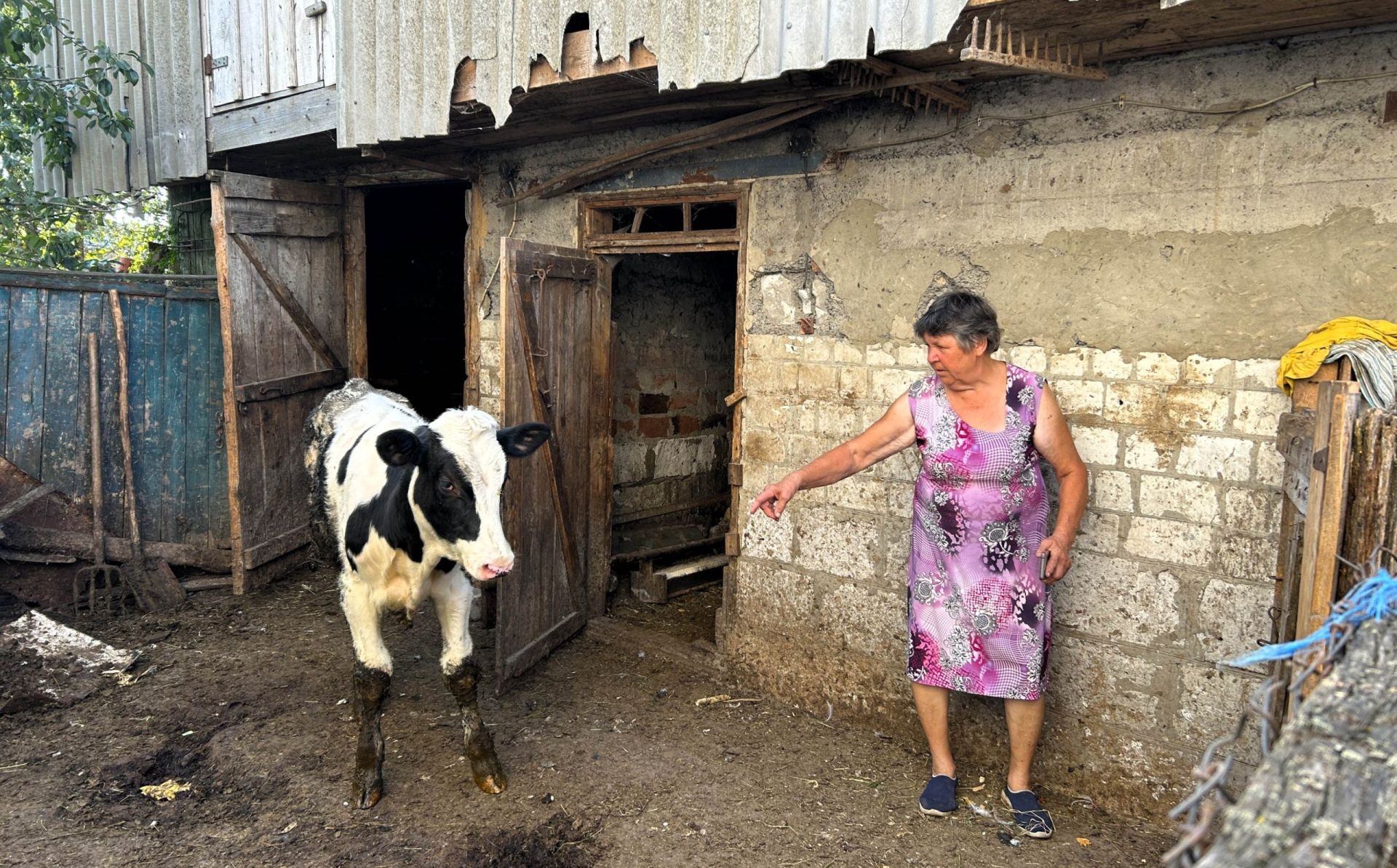 Жінка, корова і обстріли