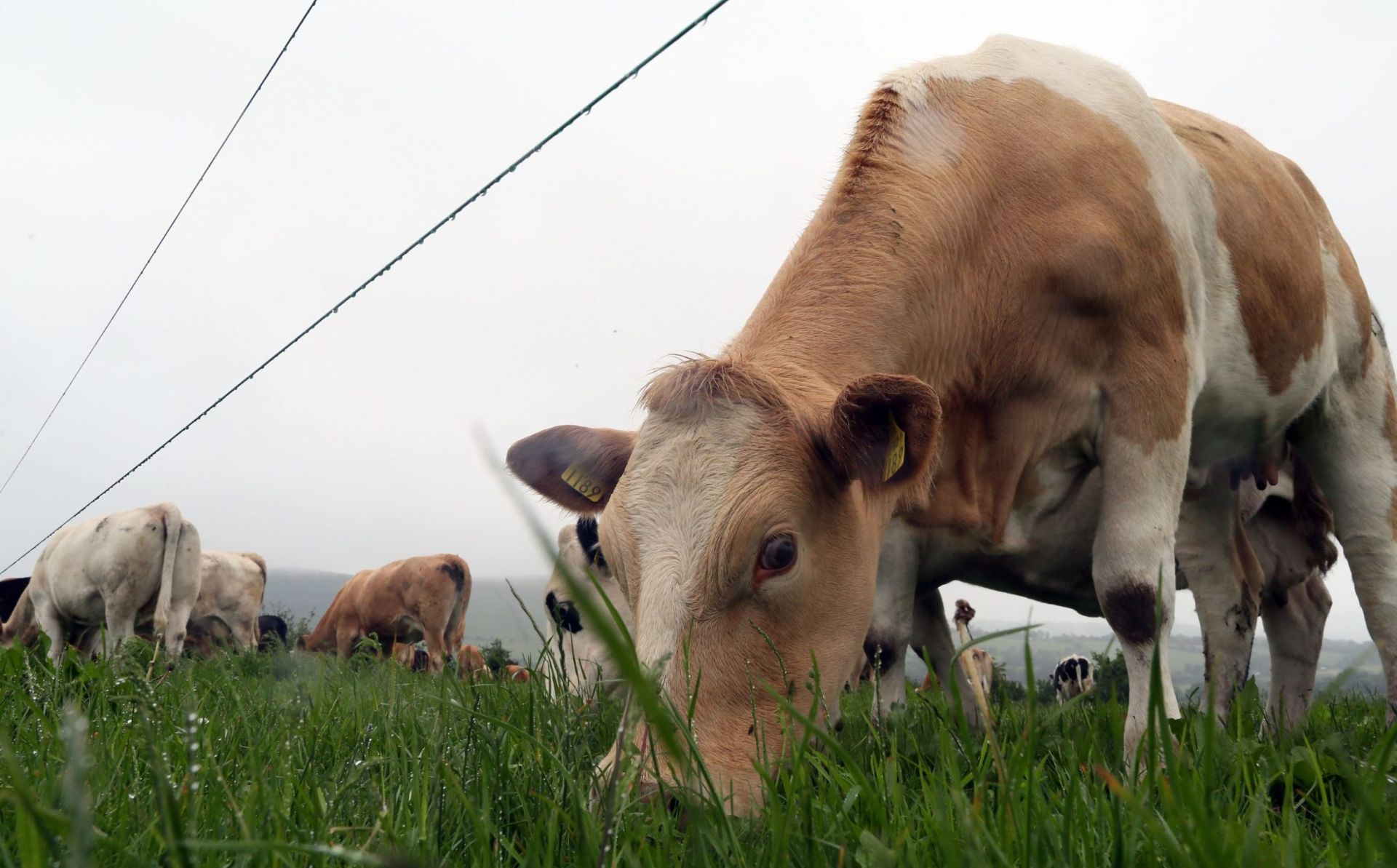 European Parliament backs new tariffs on Belarusian and Russian agricultural goods