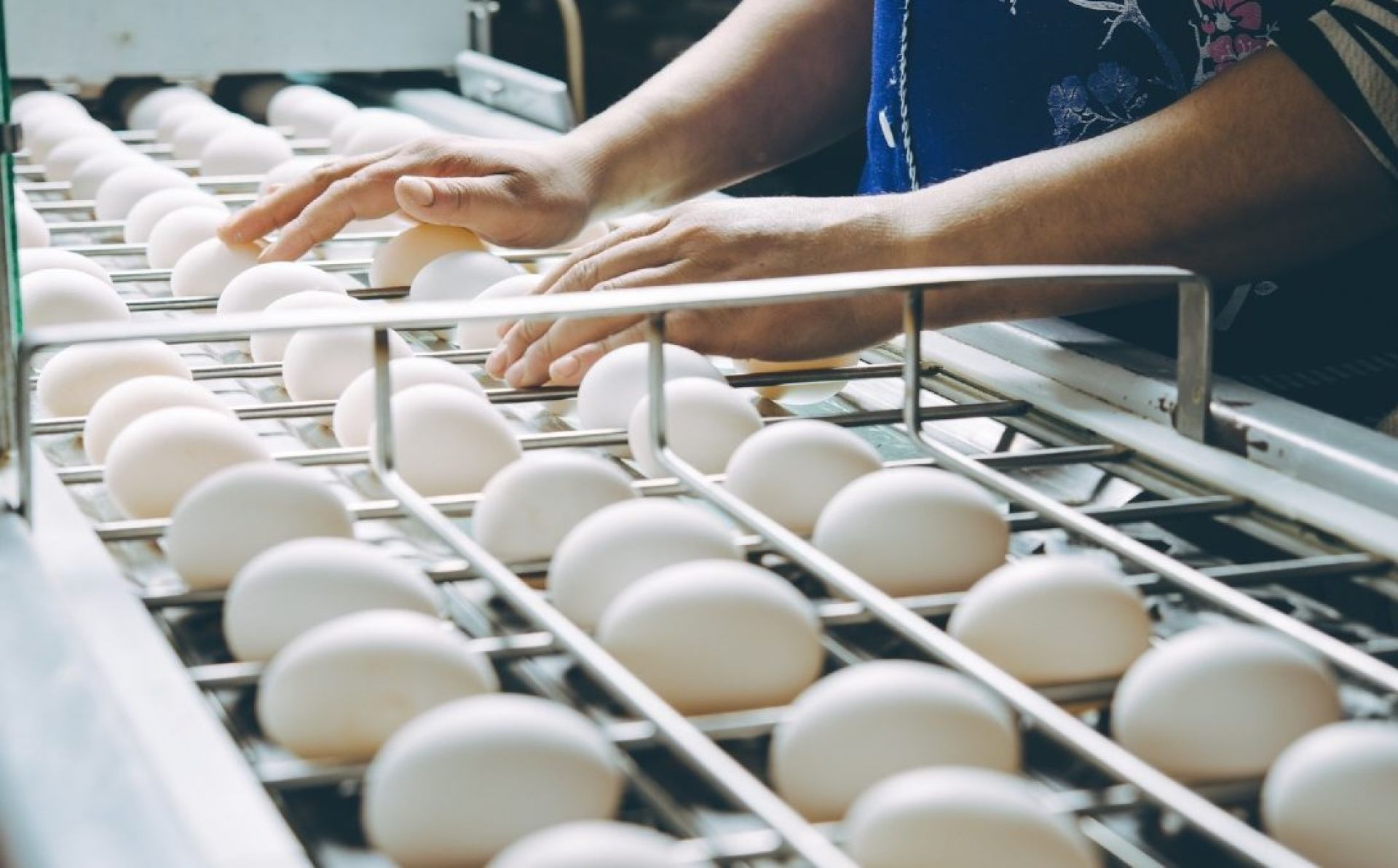 EBRD support for Moldovan poultry producer