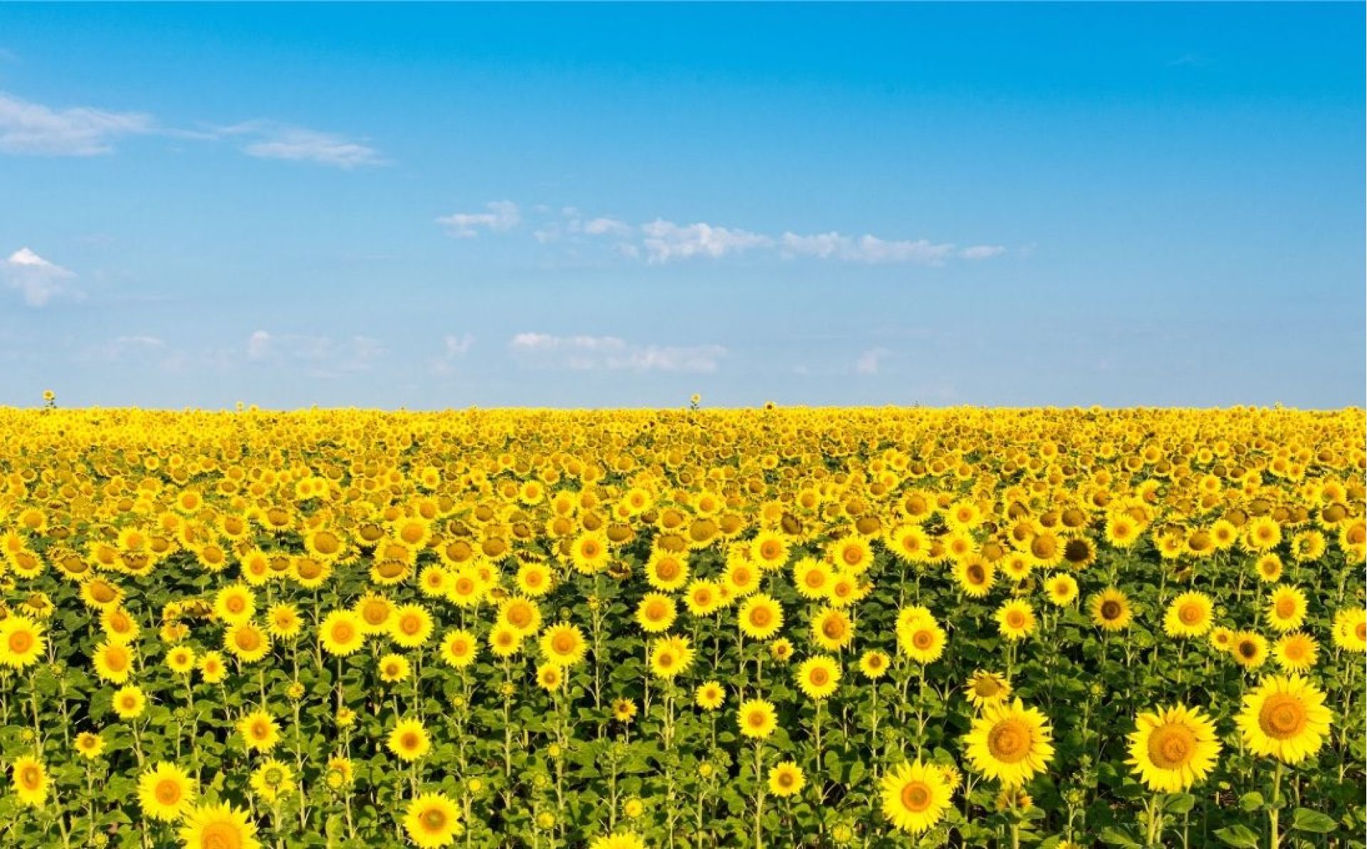 EBRD boost for Ukrainian agribusiness 