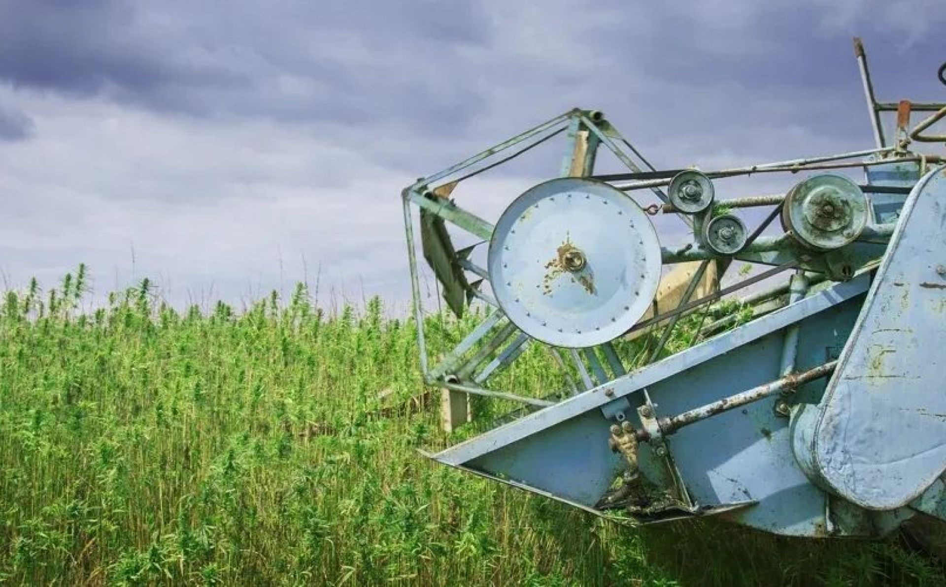 Team Europe: Moldovan farmers participate in EU-funded seminars on industrial hemp cultivation