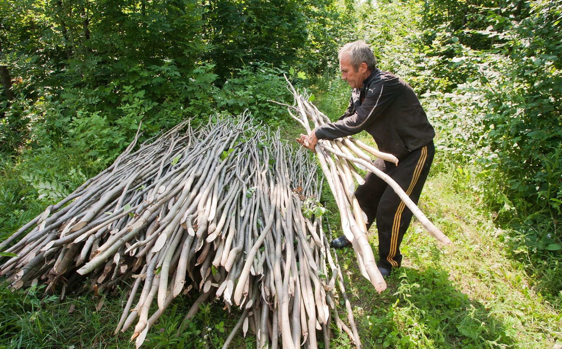 The Forest Code and poplar plantations. How Moldova was preparing for the forest sector reforms