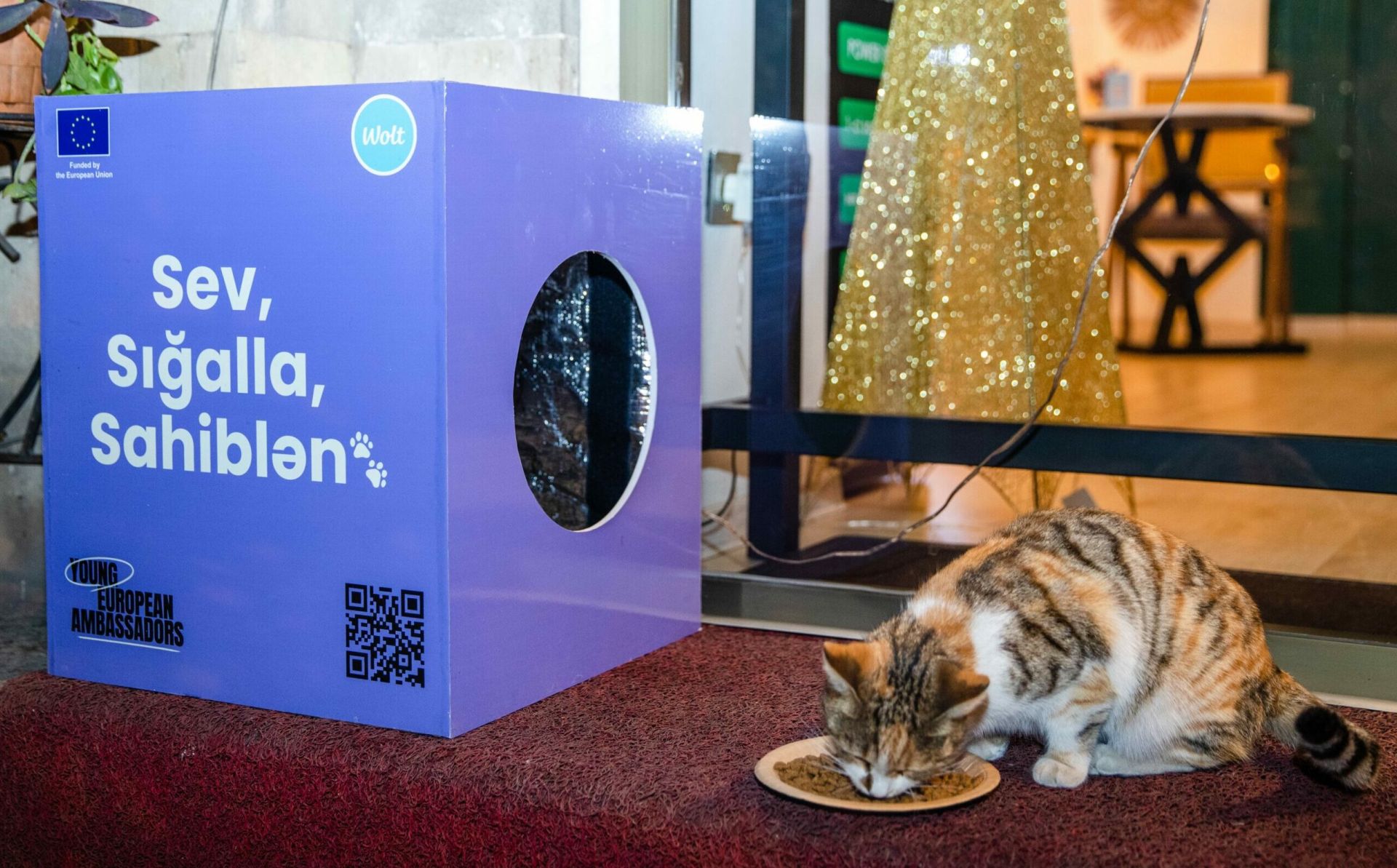 Love, pet, adopt. Young European Ambassadors in Azerbaijan shelter animals during the harsh winter months
