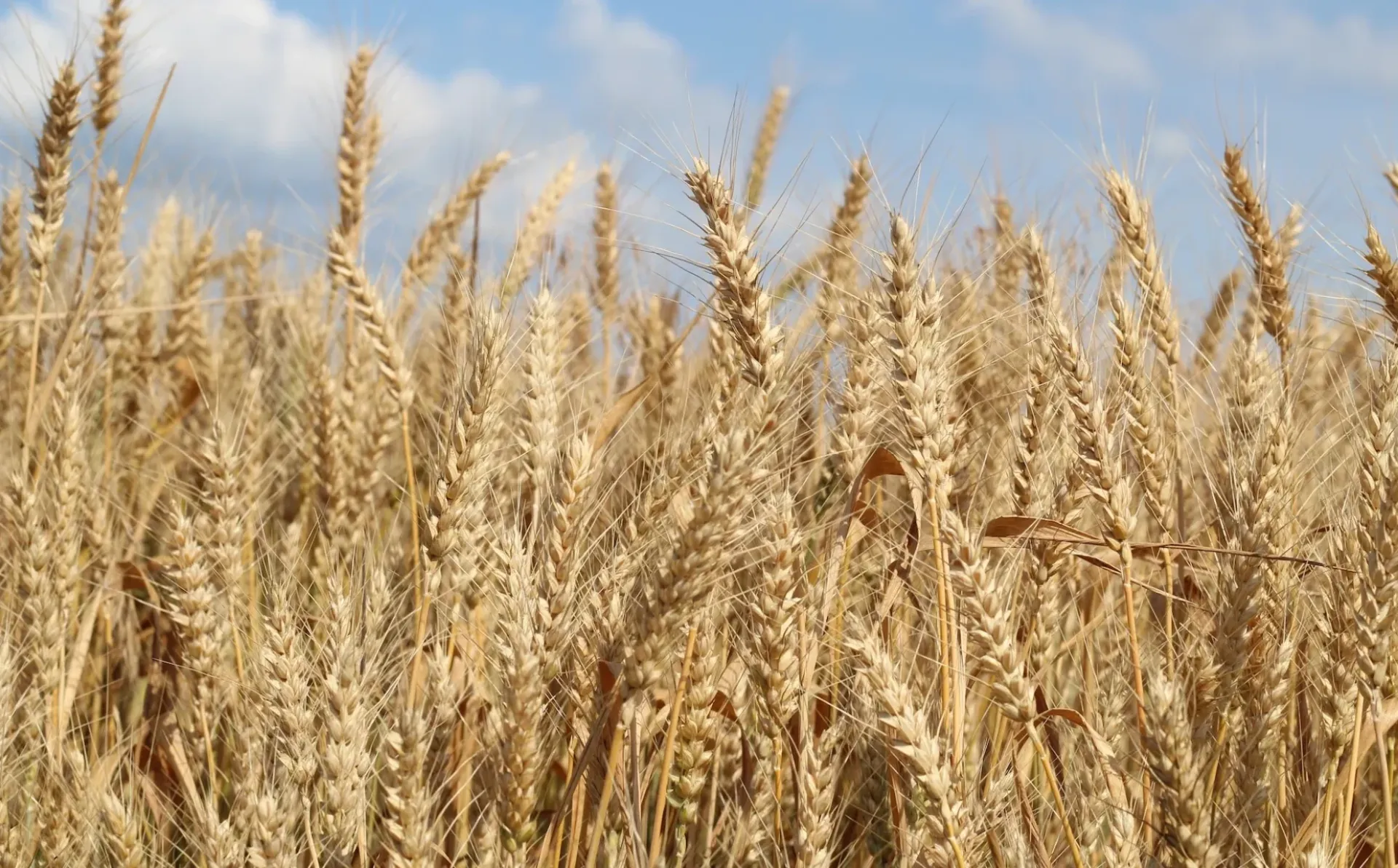 EBRD lends €9.6 million to improve Ukraine’s grain export facilities