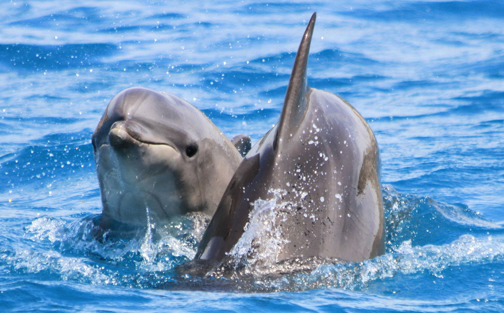 EU and UNDP involve Georgian schoolchildren in dolphin monitoring in the Black Sea