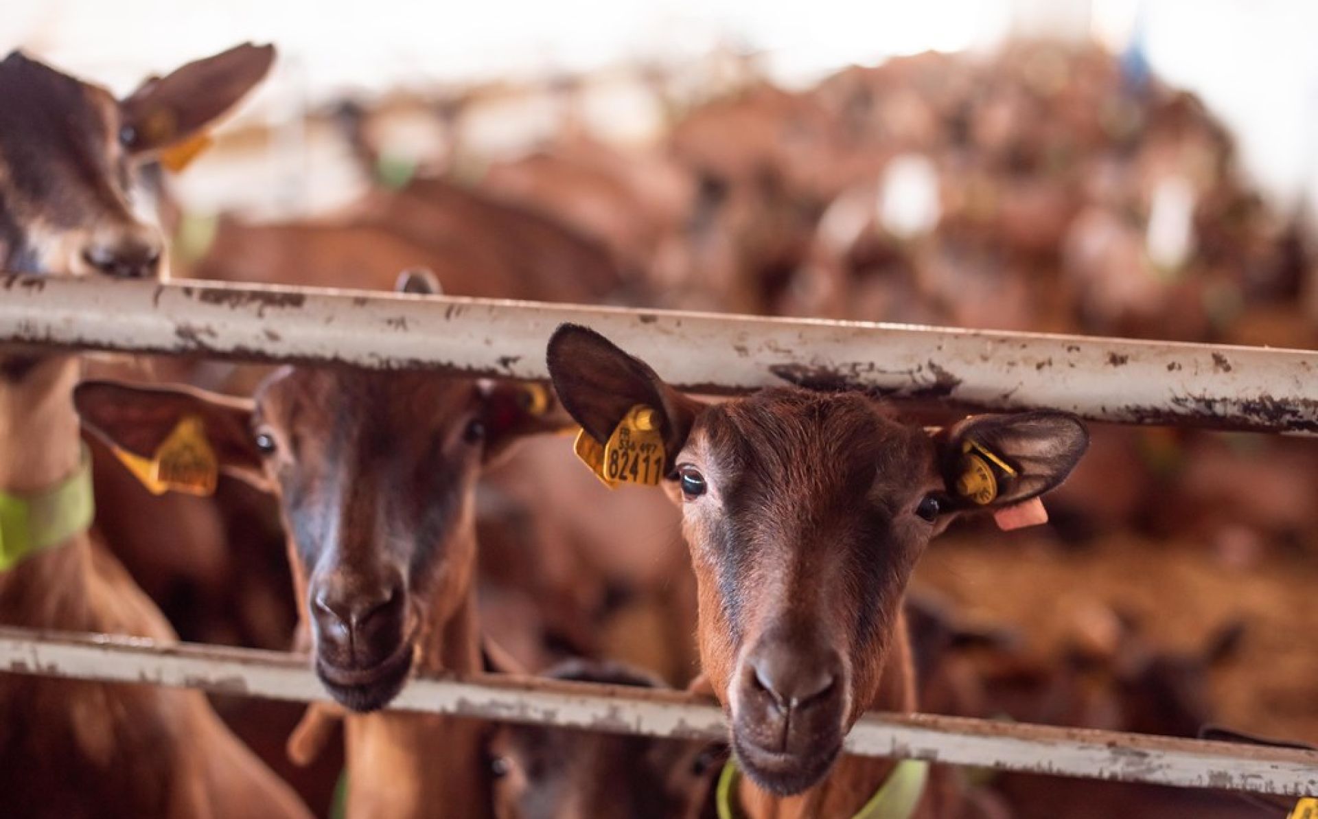 EU-supported State Agrarian Registry enters new phase under full Ukrainian Government ownership