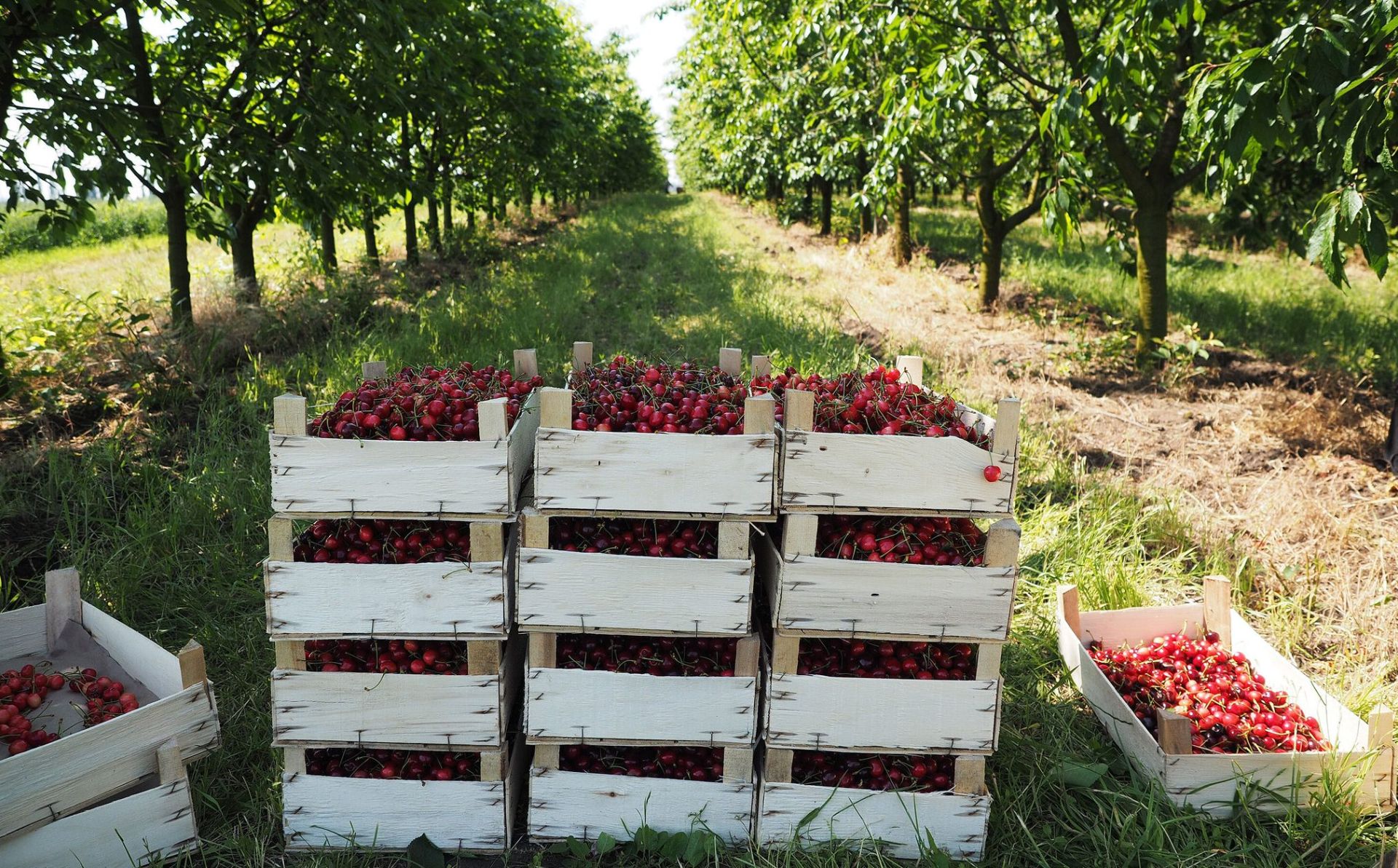 Ukraine: EU and FAO provide grants to support berry and vegetable production