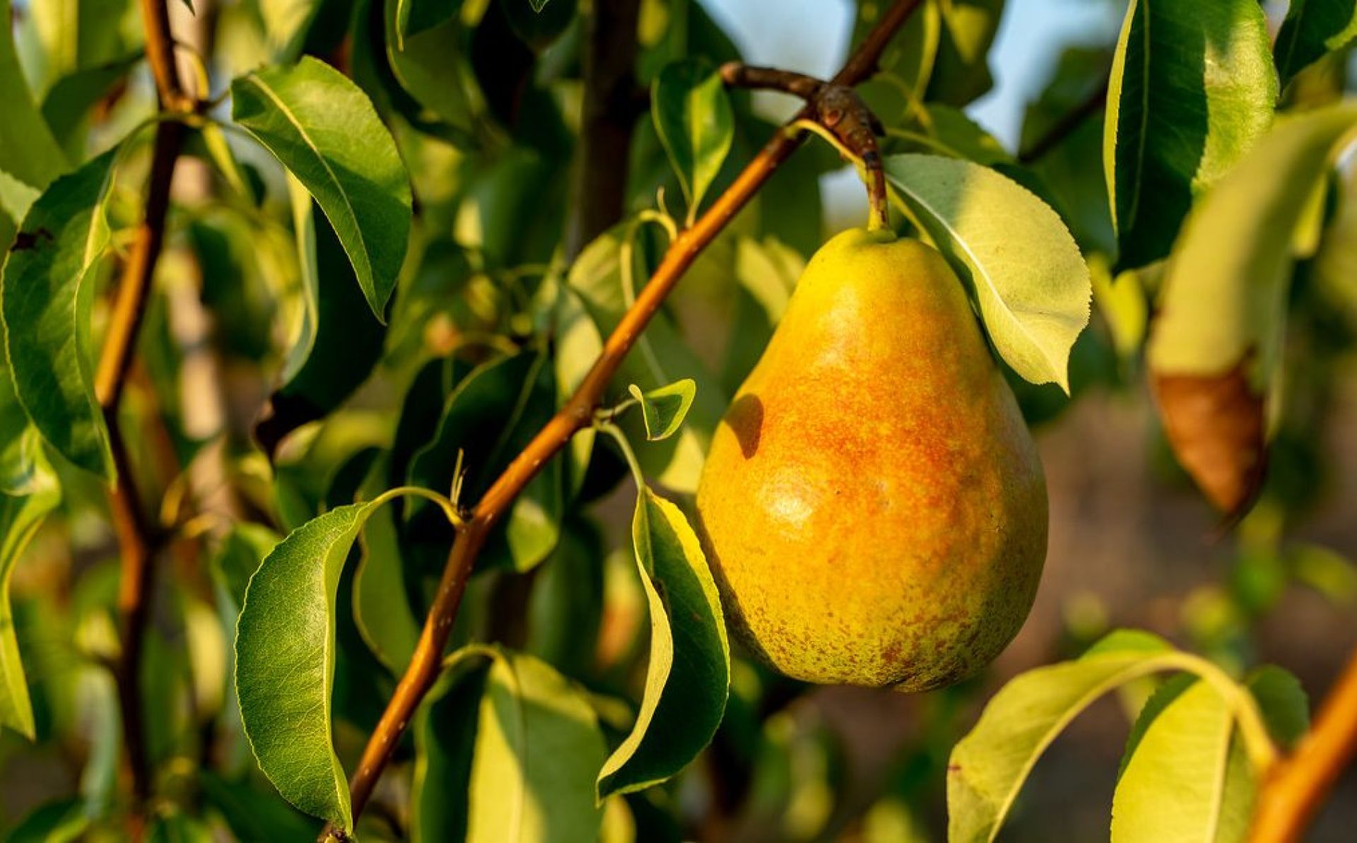Echipamente electrice, produse agricole și mobilă – principalele mărfuri exportate din Moldova către UE în 2025