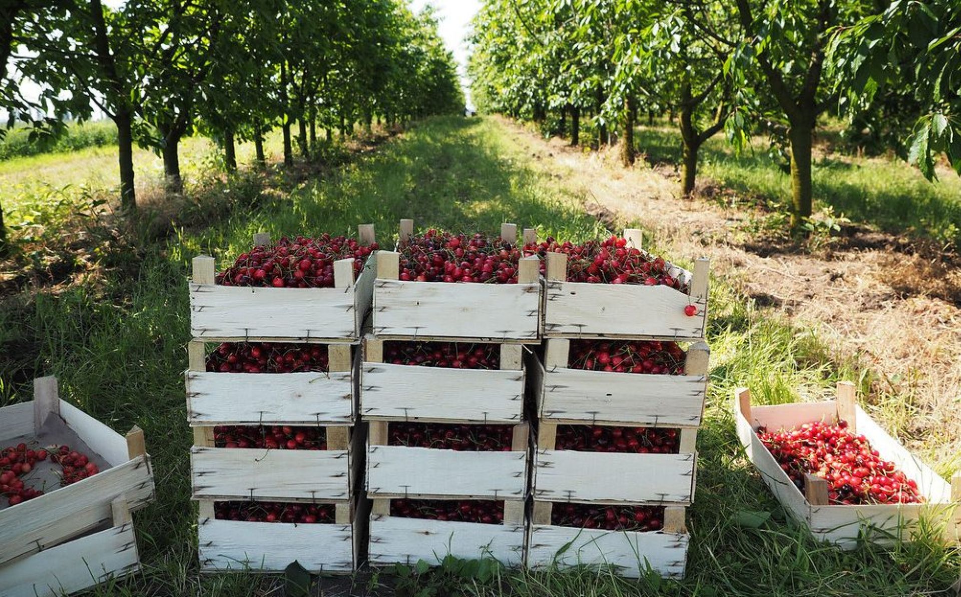EU and United Nations Food and Agriculture Organisation launch new grant programme to develop Ukrainian agribusiness