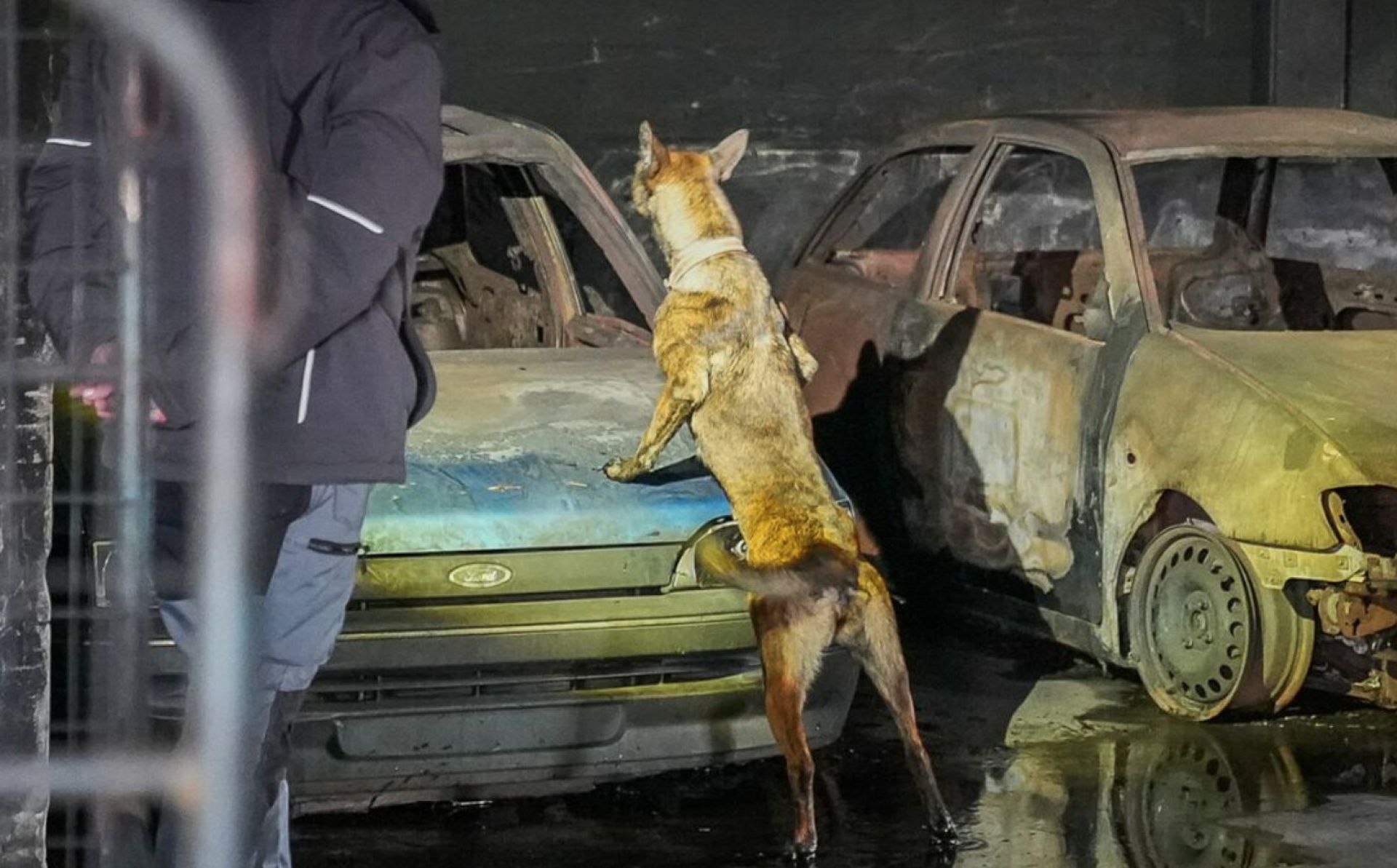 EU provides explosive and mine detection dogs to Ukraine