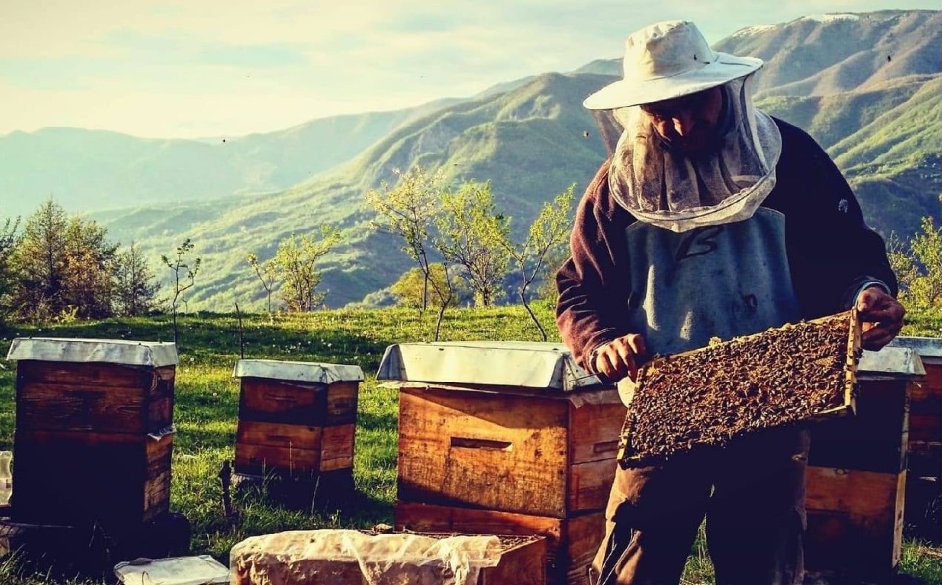 Georgian beekeepers expand production with EU support