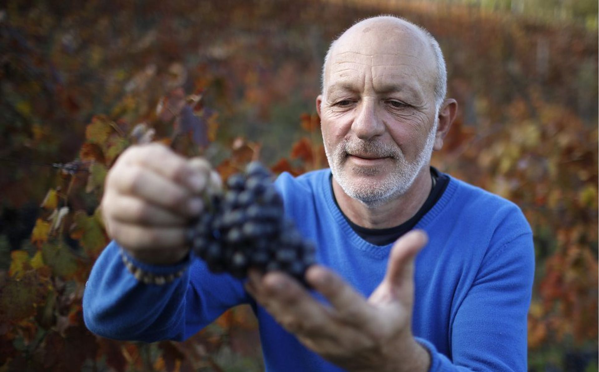 ENPARD: state-of-the-art grapevine pruning video courses now available in Georgian