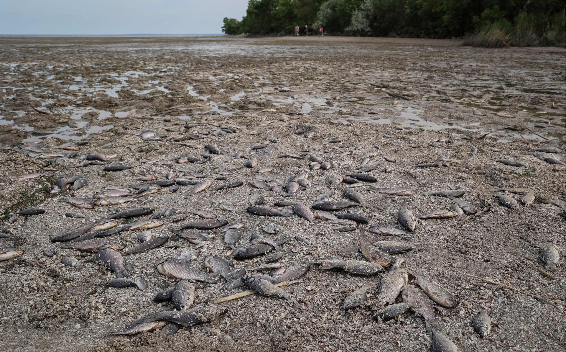 Biodiversity under siege: the environmental cost of russian war in Ukraine
