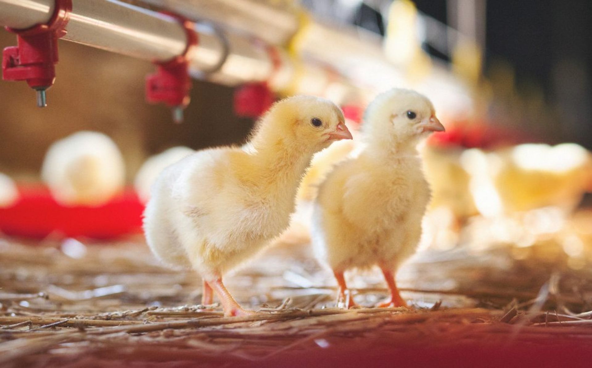 EBRD and UKRSIBBANK provide US$ 17 million to leading Ukrainian feed producer