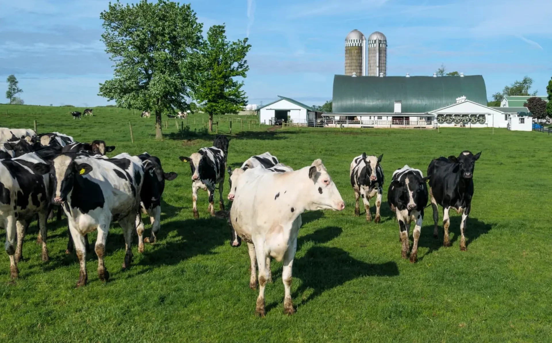 Animal source foods in Moldova: UNIDO and EU launch SME, food business operators and farmer’s capacity building