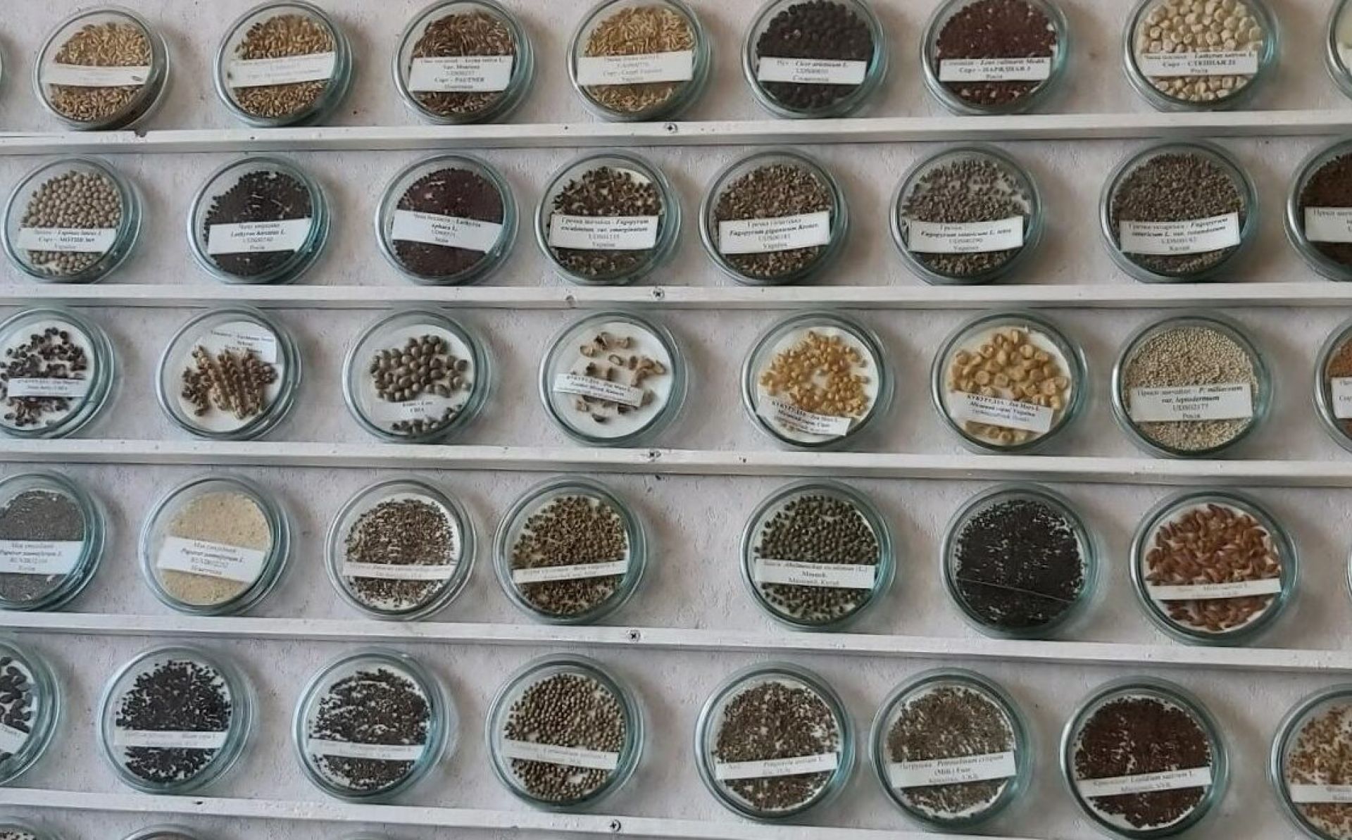 FAO and the EU support relocation of Ukraine’s national seed collection to a secure site