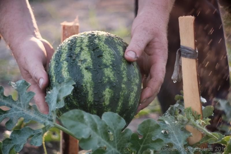 Watermelons in Belarus: EU4Youth sowing the seeds of success