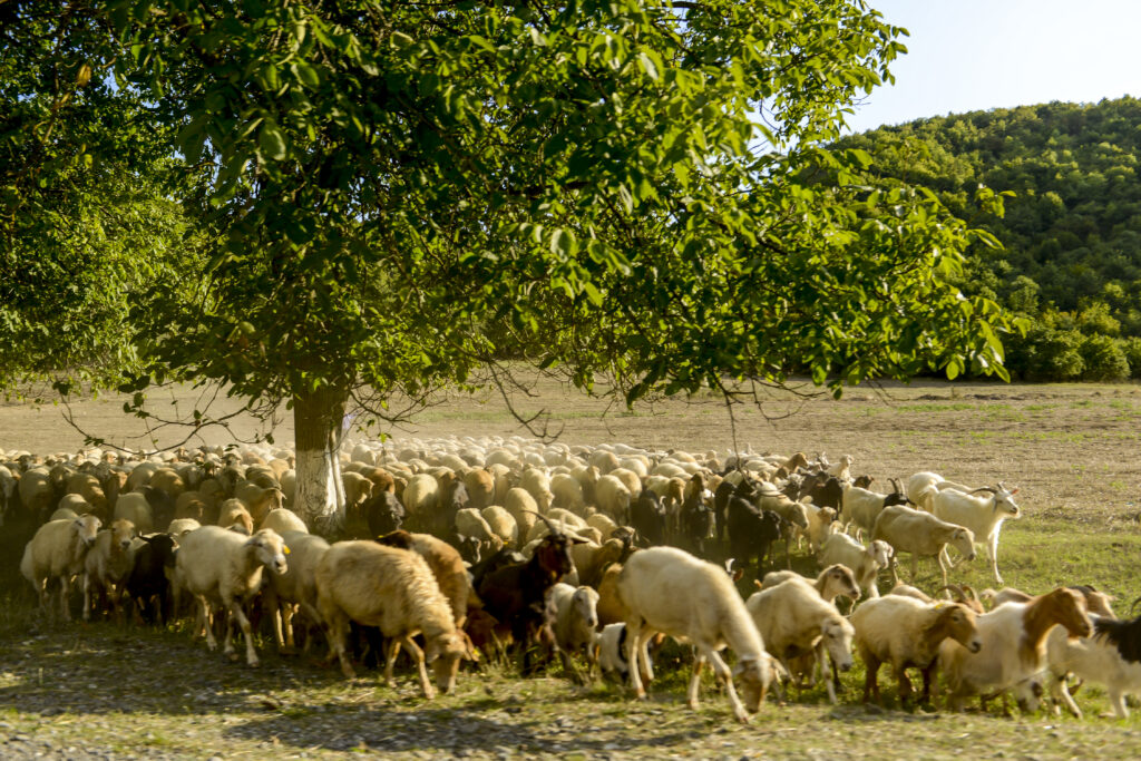 Good, clean and fair food: How the EU supports agriculture and biodiversity in Azerbaijan