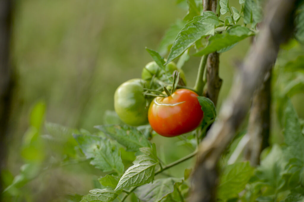 Вкусная, чистая и честная еда: как ЕС поддерживает агро- и биоразнообразие в Азербайджане
