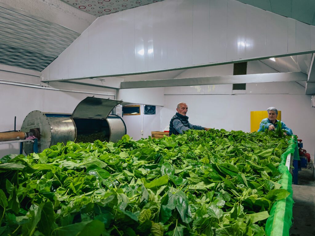 Production of organic tea and fish – supporting the green economy in Georgia