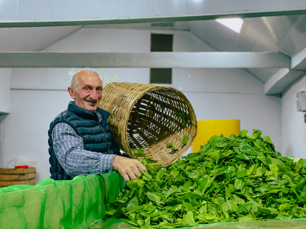 Production of organic tea and fish – supporting the green economy in Georgia
