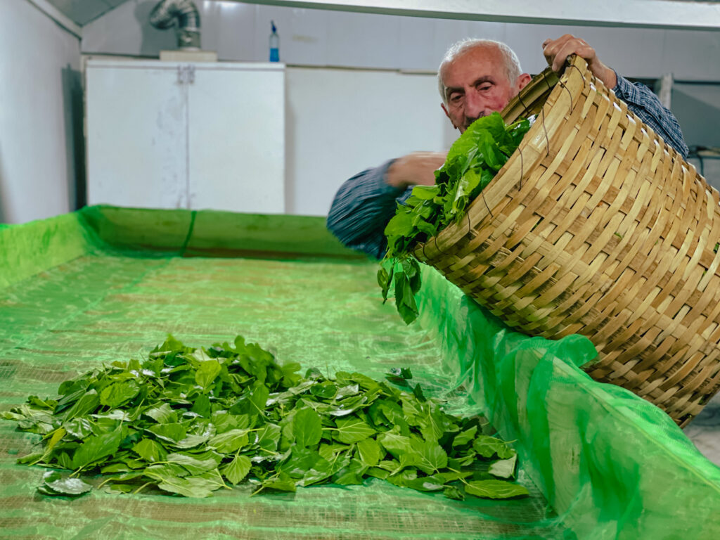 ბიო ჩაი და თევზის წარმოება - მწვანე ეკონომიკის მხარდაჭერა საქართველოში