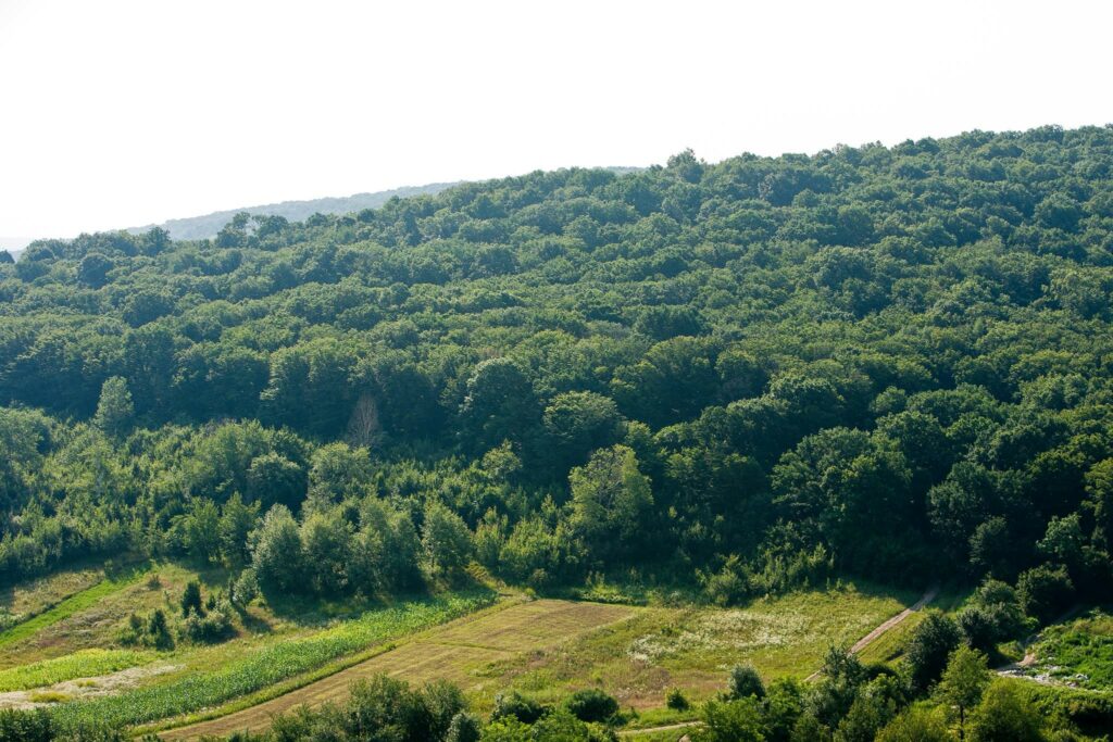 The Forest Code and poplar plantations. How Moldova was preparing for the forest sector reforms