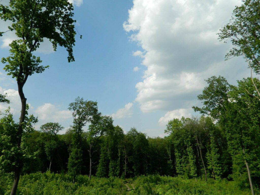 The Forest Code and poplar plantations. How Moldova was preparing for the forest sector reforms