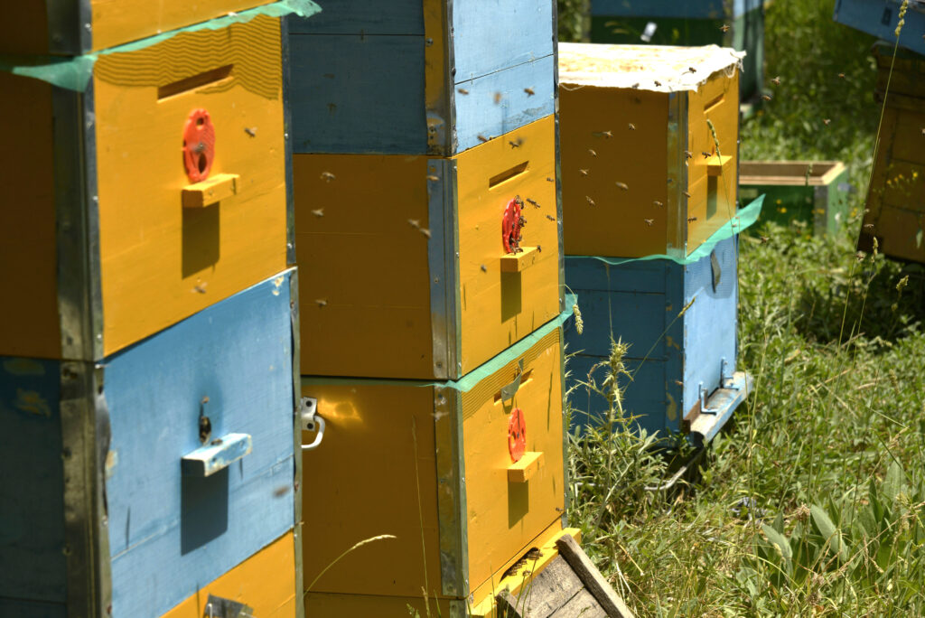 Honey and smart gardens: how organic farming is being developed in Armenia