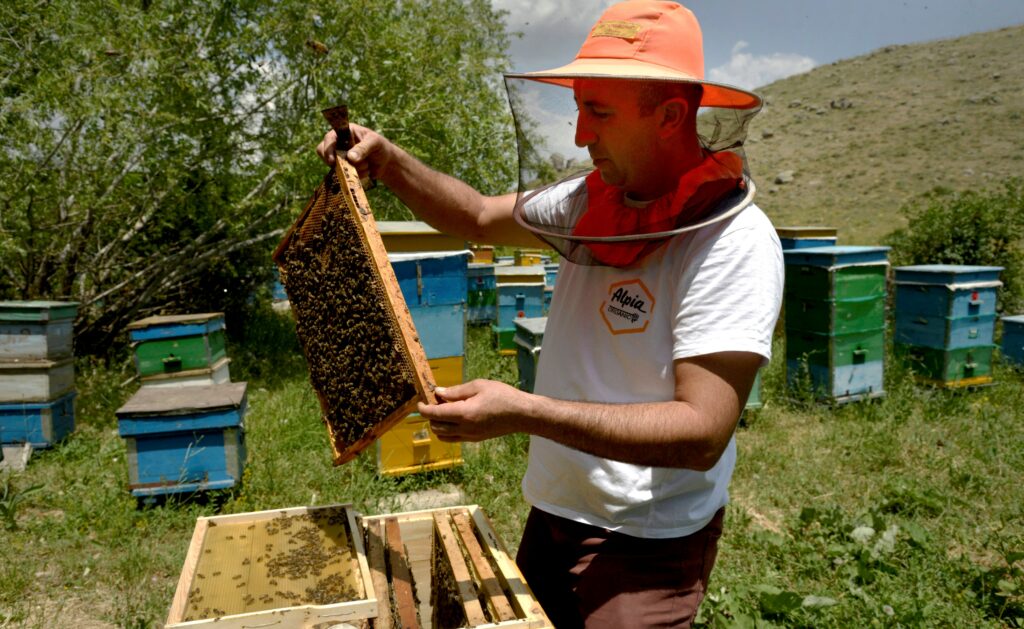 Honey and smart gardens: how organic farming is being developed in Armenia