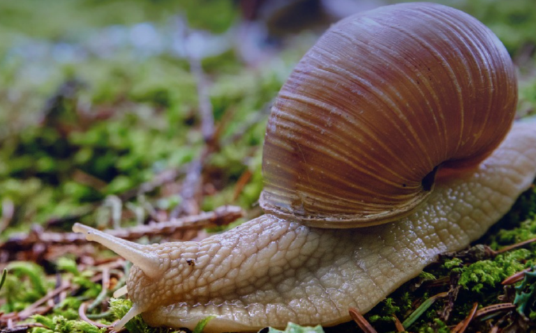 Georgia starts exporting snails to European market