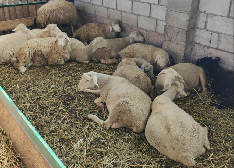 ԵՄ ծրագիրը ոչխարների արհեստական սերմնավորման վերաբերյալ դասընթացներ է անցկացնում Հայաստանում
