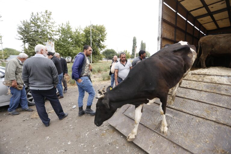 Azərbaycan: Aİ və BMTİP Füzüli rayonundakı ailələri iribuynuzlu mal-qara ilə təmin edib 