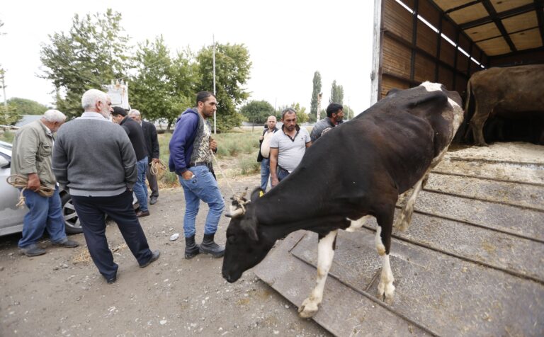 <strong>Azerbaijan: EU and UNDP provide families in Fizuli district with cattle</strong>