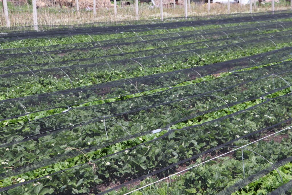 Strawberries in the snow: overcoming resistance to introduce new technologies in Armenian agriculture