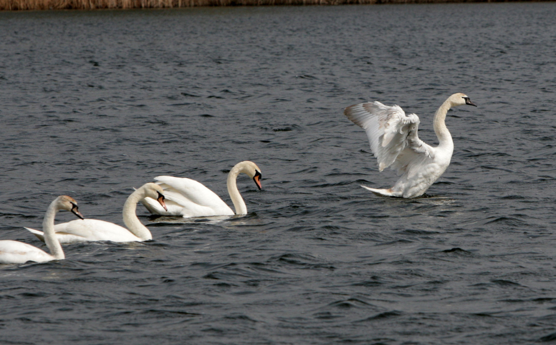 EU Water Initiative identifies more than 67,000 pollutants in Dnipro basin