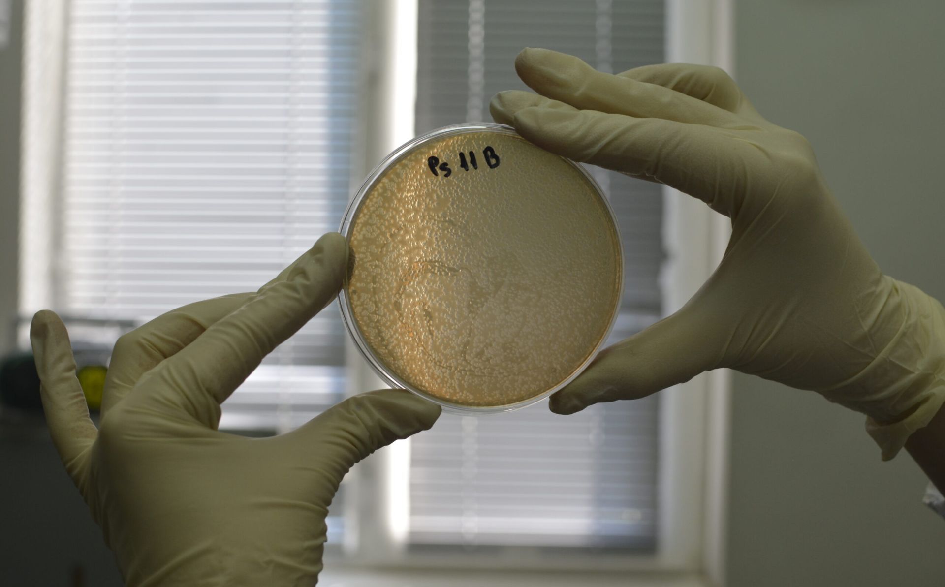Georgian scientists collaborate with their European colleagues to find new therapy for asthma